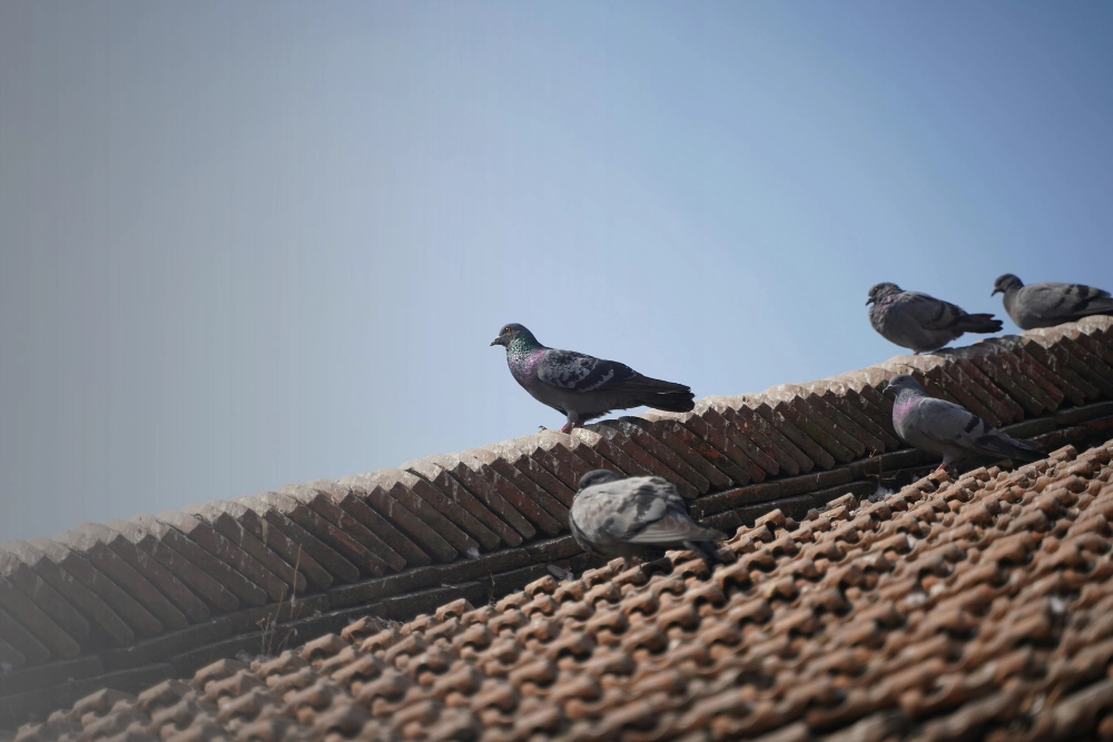 Pigeons perched on a residential rooftop
